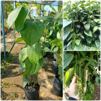 ราคา ต้นพริกไทย (11698350602)