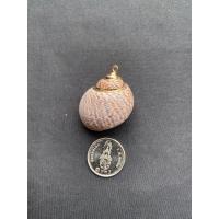 ราคา จี้หอยสังข์ธรรมชาติ Natural conch pendant Gold and silver plated (20050293865)