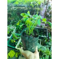 ราคา ต้นพันธุ์ มะเขือเทศลูกแพร สีเหลือง Yellow Pear Tomato ปลูกเองสด ปลอดสารพิษ อร่อยฉ่ำกรอบ พร้อมปลูก ถุงดำละ 39บาท (15697527377)