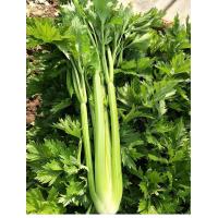 ราคา เมล็ดขึ้นฉ่าย เมล็ดพืชผักสวนครัว เมล็ดผักแบ่งขาย สำหรับทดลองปลูกหรือสวนขนาดเล็ก (20870042318)