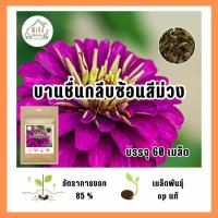 ราคา เมล็ดพันธุ์ ดอกบานชื่นกลีบซ้อนสีม่วง บรรจุ 60 เมล็ด (21037823329)