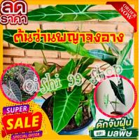 ราคา Alocasia longiloba ว่านพญางูจงอาง ป้องกันงูเข้าบ้าน พิษงูต่างๆ ขายเป็นหัว หัวโต เลี้ยงง่ายโตไว ใบสีสวย 1หัว แพ็ค (11324108484)