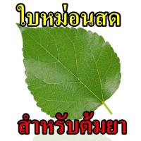 ราคา ใบหม่อนสด 20 ใบ สำหรับต้มยา (20654432162)