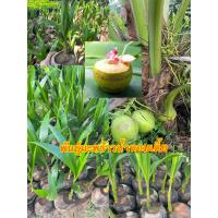 ราคา พันธุ์มะพร้าวน้ำหอมต้นพันธุ์เตี้ยแท้ ชอบน้ำหวานอร่อย (20563615047)
