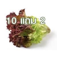 ราคา 10 แถม 2 ผักกาดหอม เพอเพิล ถูกที่สุด 7บ เมล็ดพันธุ์ผักกาดหอม เพอเพิล 100 เมล็ด งอกง่าย โตไว พุ่มใหญ่ ทานอร่อย (19104490187)