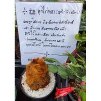 ราคา ว่านลูกไก่ทอง ลูกไก่เพิ่มทรัพย์ว่านเสียงทาย จำนวน1กระถาง (12537924510)