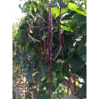 ราคา เมล็ดพันธุ์ ถั่วฝักยาว ถั่วฝักยาวสีม่วง ถั่วฝักยาวสีแดง 300 เมล็ด 10 แถม 1 คละได้ (10732112265)