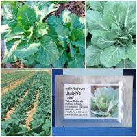 ราคา เมล็ดพันธุ์ ปูเล่ฝรั่ง เวทส์ Vates Collards Seed 500 เมล็ด คุณภาพดี ราคาถูก ของแท้ (7187936883)