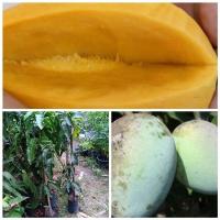 ราคา ต้นมะม่วง น้ำตาลเตา เวลาผลแก่จัดหรือสุกเนื้อในจะเป็นสีเหลืองคล้ายกับสีของน้ำตาลปีบ จัดส่งพร้อมถุง 6 นิ้ว ลำต้นสูง 90 100 ซม (20968294890)