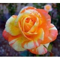 ราคา 30 เมล็ด เมล็ดพันธุ์ กุหลาบ สตาร์แอนด์สไตร้พส์ Tiger Striped Rose Seed สี ส้ม ขาว ดอกใหญ่ นำเข้าจากต่างประเทศ พร้อมคู่มือ เมล็ดสดใหม่ (9107731860)