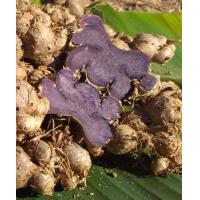 ราคา กระชายดำสด โสมไทย โสมกระชายดำ Black galingale ขนาด 1 กิโลกรัม (19826926118)