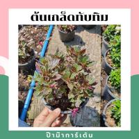 ราคา ต้นเกล็ดทับทิม ในกระถางพร้อมตั้ง ไม้แดด โตแล้วมีดอกสีขาว (17295593586)