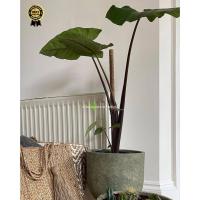 ราคา ไอก้านดำ บอนดำสบู่เหล็ก บอนดำ (20258979230)