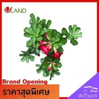 ราคา Uland เมล็ดชวนชม เมล็ดชวนชมฮอลแลนด์ 10 เมล็ด โอบิซุม สีแดงสด สวยงาม แดงมงคล คัดเมล็ด (8015708799)