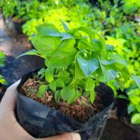 ราคา ต้นจิงจูฉ่าย ถุงใหญ่ ถุงละ 50 บาท ต้นโต แข็งแรงพร้อมปลูก จิงจูไฉ่ จินจูฉ่าย สมุนไพรใส่ในต้มเลือดหมู ขับลม บำรุงไต (16953422490)