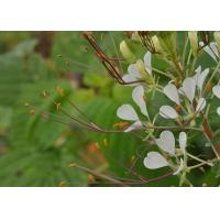 ราคา เมล็ดพันธุ์ ผักเสี้ยน ผักเสี้ยนดอง ซองละ 25 บาท เมล็ดจากบ้านสวน ปลูกต่อได้ (7624757644)