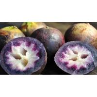 ราคา ต้นกล้าแอปเปิ้ลสตาร์ หมากน้ำนมหรือหมากยาง สูง25 30เซนต้นใหญ่มาก ผลไม้หายากที่ทุกคนตามหารสชาติหวานหอมอร่อยปลูกง่ายโตเร็ว ถุงไซร์ใหญ่ต้นใหญ่กว่าเดิม (13885181923)