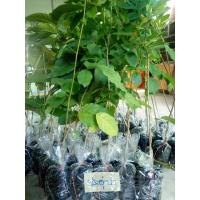 ราคา ต้นประดู่ป่า20 30เซน ชุด10ต้น180บาท (13035277056)