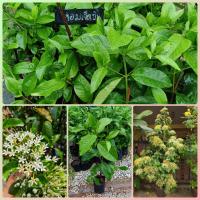 ราคา ต้นหอมเจ็ดชั้น ราชินีไม้หอม กลิ่นหอมตลอดทั้งวัน ออกดอกเป็นช่อใหญ่ เมื่อดอกบานใหม่ๆจะเป็นสีขาวนวลแล้วค่อยๆเปลี่ยนเป็นสีเหลืองส่งกลิ่นหอม สามารถปลูกในกระถางได้ (15999465589)