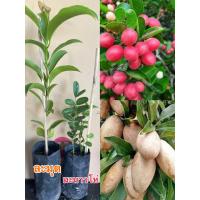 ราคา ละมุดเพาะเมล็ดกระสวยมาเลย์ ละมุด1ต้น มะนาวโห่1ต้น สินค้า2ชิ้น 69บาท (20957089358)