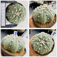 ราคา แอสโตรไฟตัม สตาร์เชฟ ปลาดาว ปลาดาวจีน ยามาโมโตะ Star shape Astrophytum Cactus กระบองเพชร (21010588566)