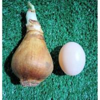 ราคา ว่านนางคุ้ม 3ขนาดให้เลือก ไม้มงคล ว่านศักดิ์สิทธิ์ ผู้เฒ่าเฝ้าบ้าน หัวว่าน (16970534999)