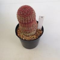 ราคา เรนโบว์ Rainbow Cactus แมมมิลลาเรีย Mammillaria แคคตัส กระบองเพชร MA00 (21059069308)