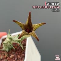 ราคา เก๋งจีน Orbea deflersiana แคคตัส กระบองเพชร cactus succulent (16277901401)