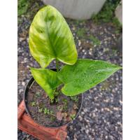 ราคา เสน่ห์จันทร์เขียว (16108827325)