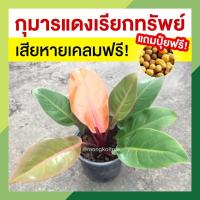 ราคา รับประกัน กุมารแดงเรียกทรัพย์ แถมปุ๋ยฟรี พร้อมกระถาง 5 นิ้ว ต้นไม้มงคล กุมารแดงเรียกทรัพย์เชอร์รี่เรด ต้นฟิโลเดนดรอน (12238967006)