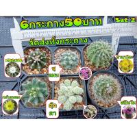ราคา จัดเซ็ต 6 กระถาง 50 บาท จัดส่งทั้งกระถาง ต้นกระบองเพชร ต้นแคคตัส แคคตัส กระบองเพชร (21211799399)