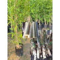 ราคา ไผ่รวกหวาน ต้นไผ่หวาน ติดหน่อตลอดปีสูง50 60เซนฯ (20861026424)
