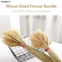 ราคา ต้นกำเนิดของต้นข้าวสาลีแห้งของ TimeShow ช่อดอกช่อผงแป้งสาลีสำหรับการจัดโต๊ะทานอาหารที่บ้าน (20393171449)