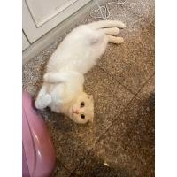 ราคา Paws sible ขายดี Rodent Nation อาหารหนูแฮมสเตอร์ พรีเมีนม อาหารผสมหนูแฮมเตอร์ อาหารแฮมเตอร์ อาหารผสมหนูแฮมสเตอร์ (19834456496)