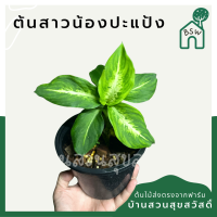 ราคา ต้นสาวน้อยปะแป้ง อโกลนีมา มาในกระถางพร้อมตั้ง (10713572938)