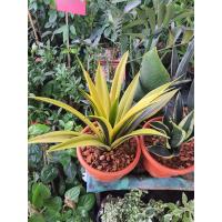 ราคา ลิ้นมังกร Golden Frame ไม้ฟอกอากาศ ต้นลิ้นมังกร โกลด์เด้นเฟรม ไม้มงคล ต้นไม้นิยมปลูกวางในตัวอาคารได้ ดูแล ง่ายมาก ต้นสูง 45 50 ซม ส่งพร้อมกระถาง 8นิ้ว (9704942022)