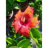 ราคา ชบาฮาวาย Hibiscus สีเหลือง ดอลลี่ป๊อป ดอกสีแดง เกสรสวยมาก มีไส้แดงกลางดอก ดอกชบา ดอกออกทั้ง สูง45 50cm จัดส่งพร้อมกระถาง10นิ้ว (9659123654)