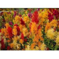 ราคา สร้อยไก่คละสี (12415901115)