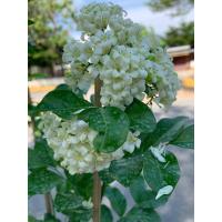 ราคา ต้นแก้วพวงดวงใจ ดอกพวงสีขาว MURRAYA ต้นสูง 50 60 ซม กระถาง 11 นิ้ว ดอกเป็นพวงพุ่ม หอมมาก ออกดอกทั้งปี ชอบแดด เป็นลูกผสมระหว่าง แก้วแคระ ผสมกับ แก้วหิมาลัย บ้านใดปลูกต้นแก้วไว้ประจำบ้าน จะทำให้คนในบ้าน