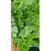 ราคา ผักเคลอินทรีย์ Organic Kale อุดมไปด้วยคุณประโยชน์มากมาย มีแคลเซียมสูง (19545722578)