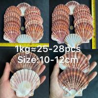 ราคา ขายส่งปะการังและหอยเชลล์ธรรมชาติ 1kg เหมาะสำหรับตกแต่งบ้าน ตกแต่งตู้ปลา งานฝีมือจากเปลือกหอย DIY Wholesale coral scallop shell (20537392986)