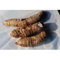 ราคา ไม้โบราณนิยมปลูกไว้ริมบ้านกันงูว่านพญาจงอาง ปลูกวางทุกทิศ อสรพิษ ว่านพญาจงอาง กันสิ่งไม่ดีเข้าบ้านไม่กล้ากล้ำกรายใช้แก้พิษงู (7994387154)