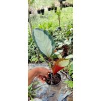 ราคา คล้าม้าลาย คล้า คล้า (18210752658)