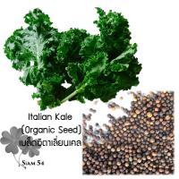 ราคา Italian Kale Organic Seed เมล็ดอิตาเลี่ยนเคล (3937162359)