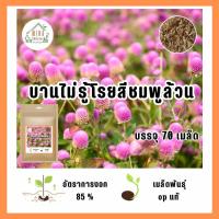 ราคา เมล็ดพันธุ์ ดอกบานไม่รู้โรยสีชมพู บรรจุ 70 เมล็ด (21118626695)