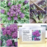 ราคา เมล็ดพันธุ์ บร็อคโคลี่เบบี้ สีม่วง Purple Sprouting Broccoli Seed 300 เมล็ด คุณภาพดี ราคาถูก ของแท้ (2788758502)