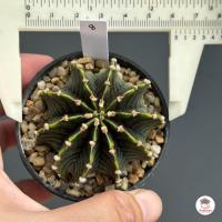 ราคา ยิมโน LB 2178 Gymnocalycium แคคตัส กระบองเพชร cactus succulent (7443960758)