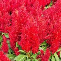 ราคา สร้อยไก่ สีแดง ถูกที่สุด10 บ เมล็ดพันธุ์สร้อยไก่สีแดง 30 เมล็ด ปลูกง่าย ดอกดก สวยอลังการ (12590695310)