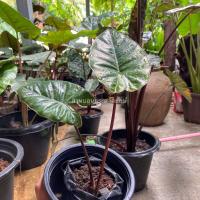 ราคา สบูเลือด บอน พญาลิงดำ ว่านเมฆดำ ว่านพญาลิงดำ ว่านสบู่เลือดบอน (19316978231)