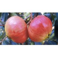 ราคา ต้นชมพู่ ชมพู่น้ำดอกไม้สีแดง ชมพู่น้ำดอกไม้แดงแพรวา เนื้อหนาหวานหอมทั้งปี ปลูกง่ายโตไว พร้อมปลูก จัดส่งพร้อมถุง 6 นิ้ว ลำต้นสูง 60 ซม (21010199083)